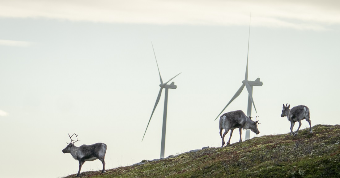 Sørsamisk. Bildet viser reinsdyr ved vindmøller på Fosen.