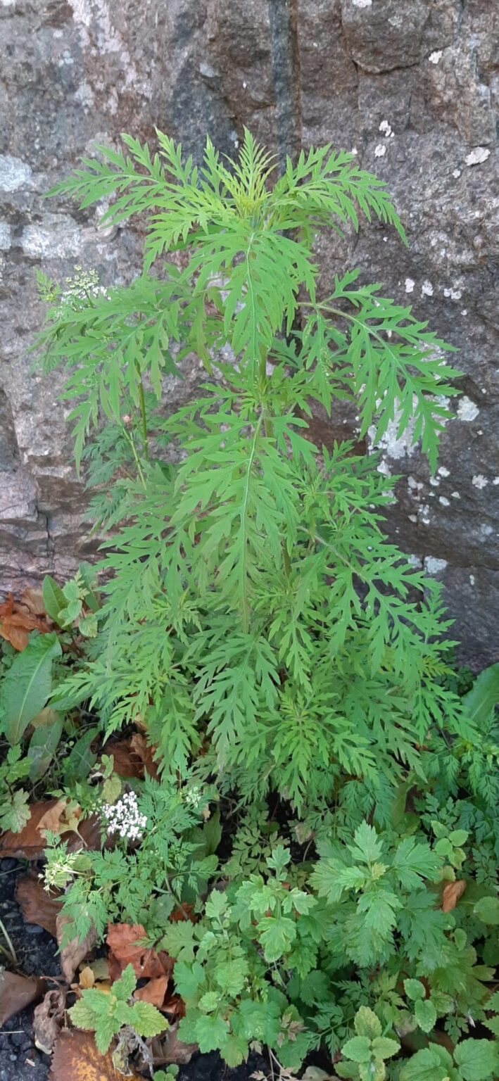 Beiskambrosia. Bildet viser planten.