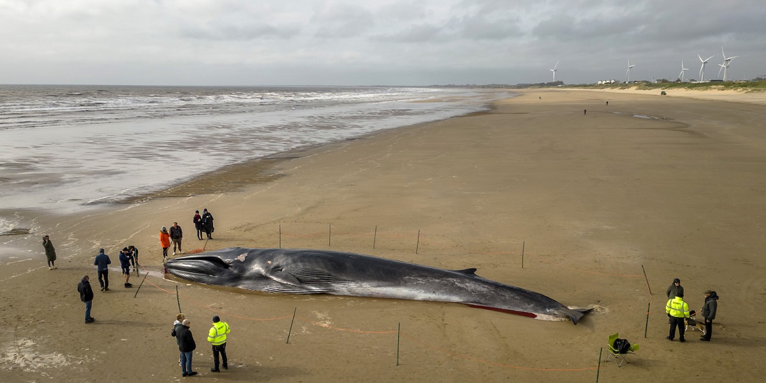 Finnhvaler. Bildet viser en død finnhval på en strand i Storbritannia.