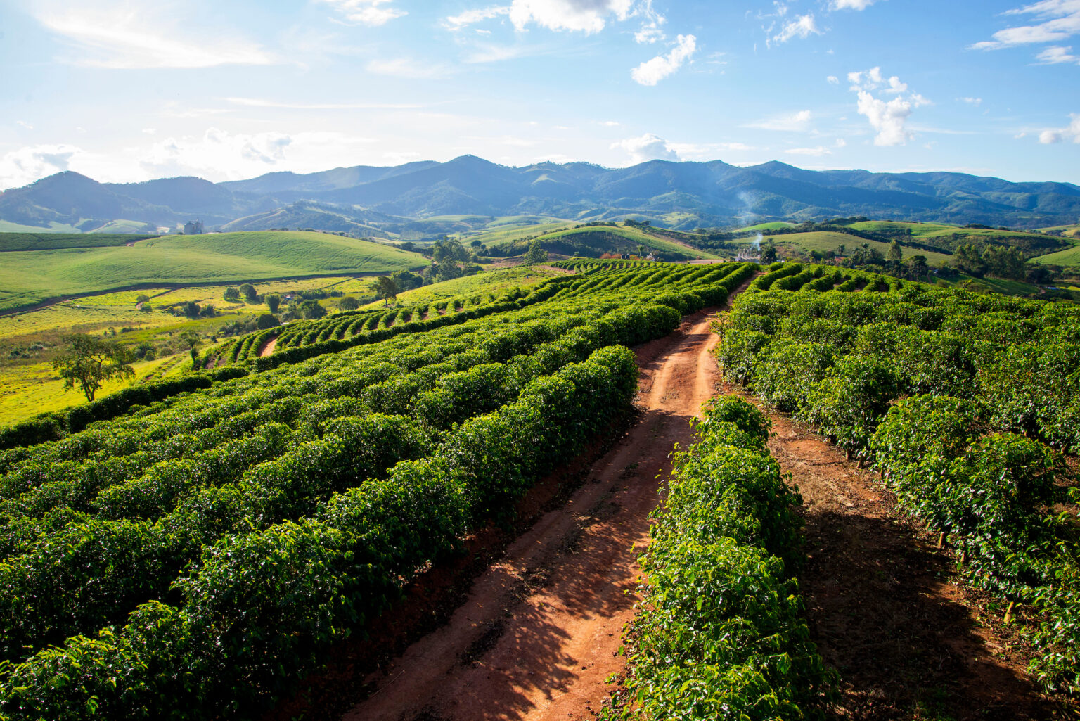 Coffee plantations in Brazil