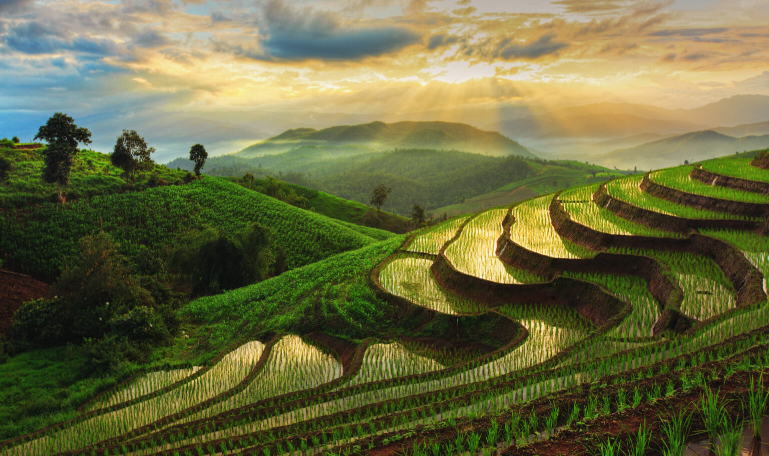 Terraced Rice Field in Chiangmai, ThailandRisterrasser i Chiang Mai i Thailand