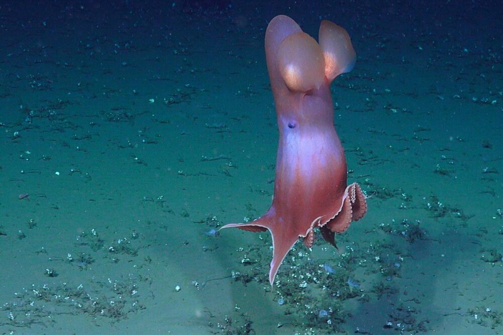 Bilde av blekksprut.
