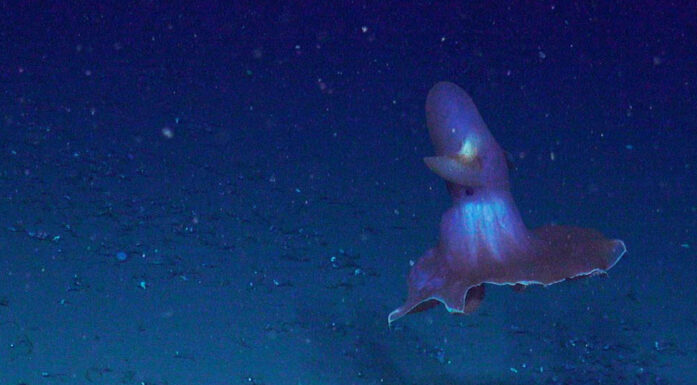 Foto av blekksprut av slekten Grimpoteuthis, kjent under kallenavnet "dumbo-blekksprut".