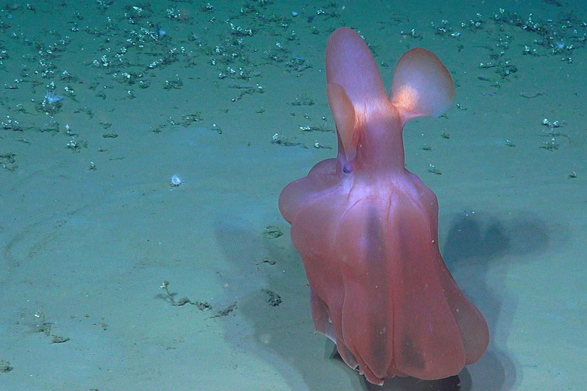 Bilde av dyphavsblekksprut.