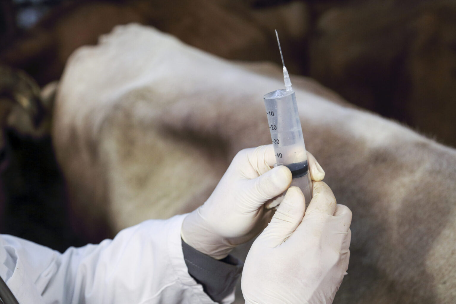 Antibiotikaresistens starter ofte med forebyggende antibiotikakurer hos dyr.