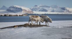 Svalbardreinsdyr
