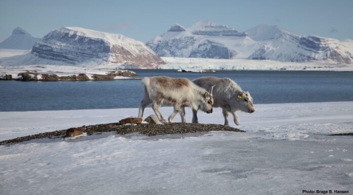 Svalbardreinsdyr