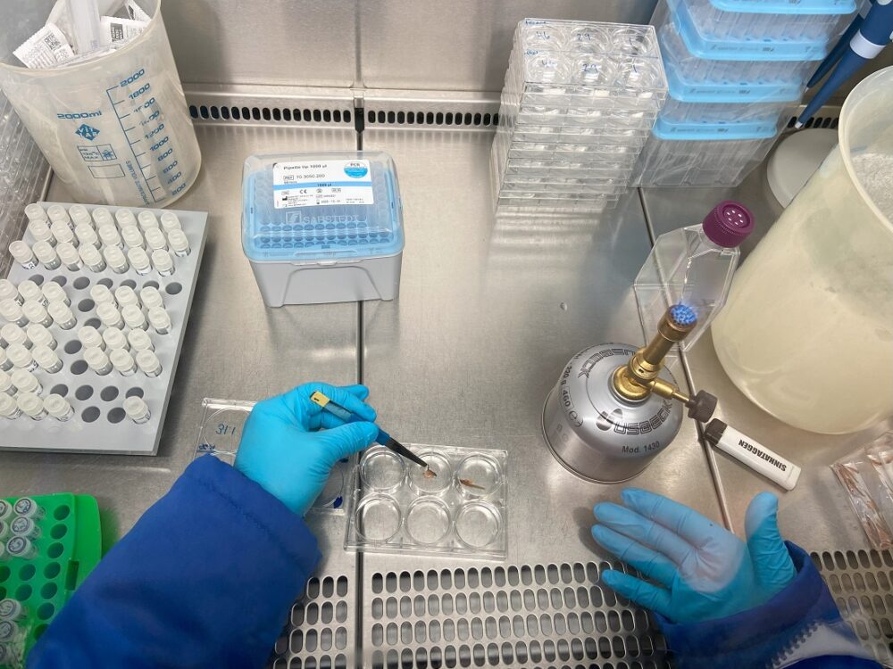 Bakteriesamfunn. Bildet viser to hender som arbeider med laboratorieutstyr.