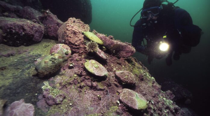Undersjøisk nærbilde av fargerike skjell. I bakgrunnen ses en dykker med lykt.
