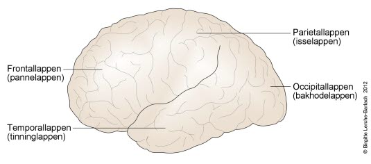 Illustrasjon av de ulike delene i hjernen.