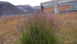 Svalbard: Fremmede arter truer sårbart planteliv