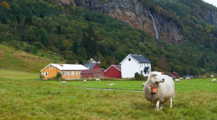 Fosfor. Bildet viser en sau på en norsk gårdsbruk.