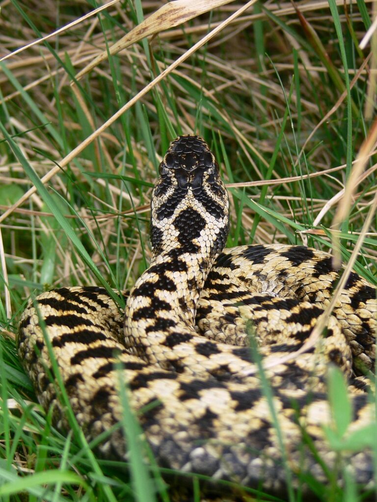 Sånn gjør du om du ser hoggorm