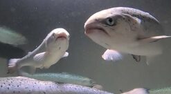 Fiskens bevegelser med munnen avslører pustefrekvens og om den har det bra. Foto: SINTEF