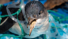 Slik vil forskere hindre plastforurensing fra fiskeri- og havbruk