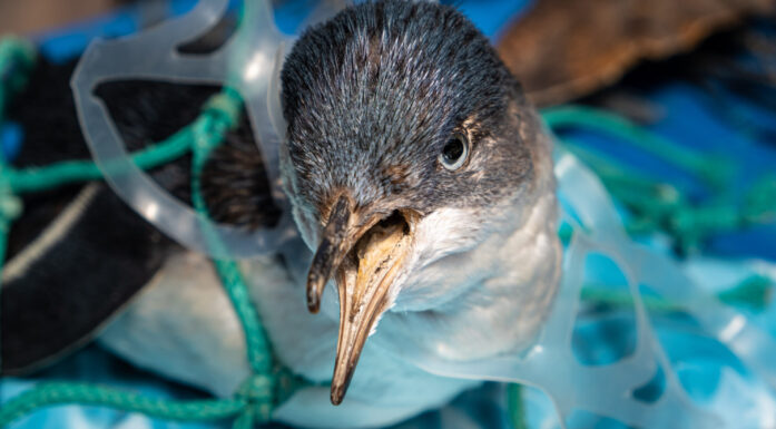 Sjøfugl som er fanget i et fiskegarn. Foto: tsvibrav/iStock