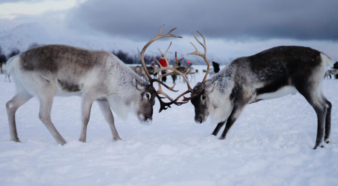 To reinsdyr bukker som sloss snø vinter. Til artikkel om samiske reineiere.