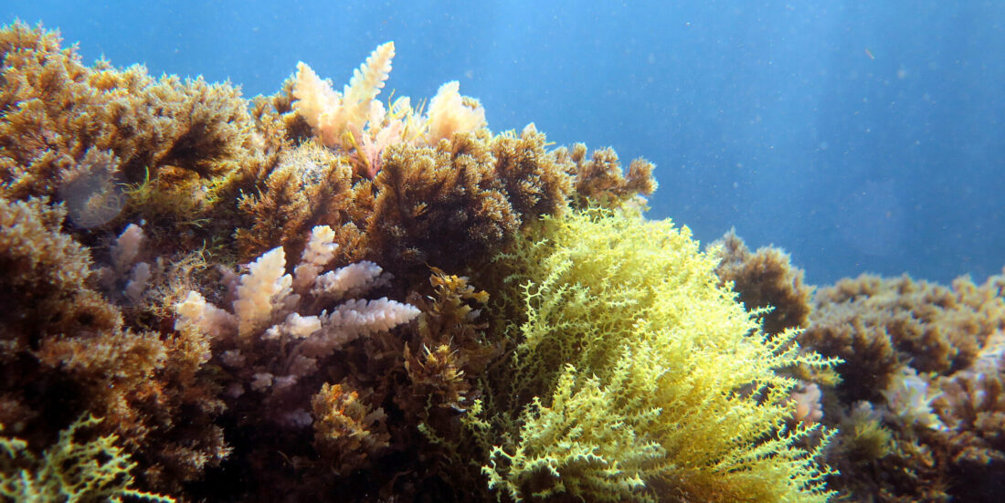 Havmiljø: Bildet viser et sunt marint økosystem, med blant annet algetypene Sargassum og Gongolaria. Foto Susanne Schäfer