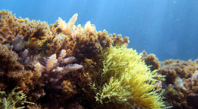 Havmiljø: Bildet viser et sunt marint økosystem, med blant annet algetypene Sargassum og Gongolaria. Foto Susanne Schäfer