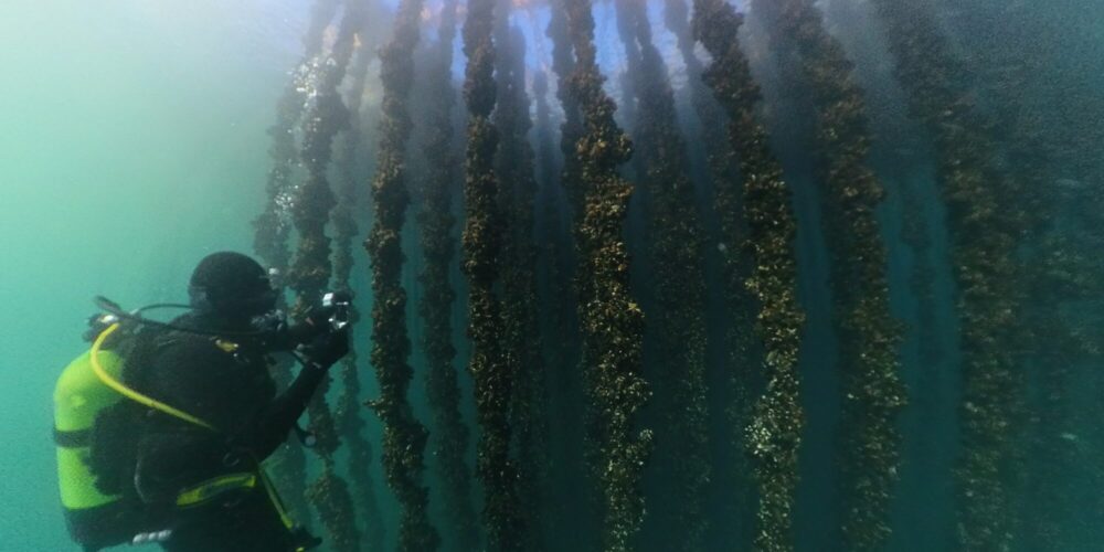 Marin restaurering: De spanske forskerne i prosjektet samarbeider med lokale akvakultusentre for å restaurere havbunnen under blåskjelltau. Foto: Climarest