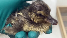 Giften som finnes overalt, er farlig allerede før ungene er ute