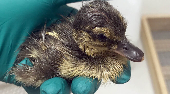 PFAS. Bildet viser en andunge i en hånd.