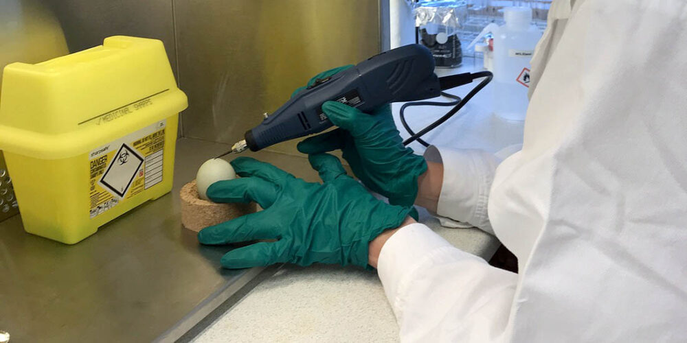 PFAS. Bildet viser forsker som driller hull i andeegg.