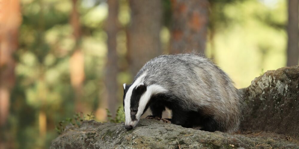 Grevling. Bildet viser en grevling på en stein i en skog.