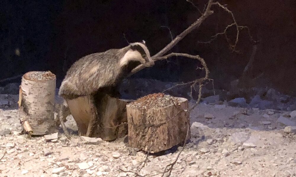 Grevling. Bildet viser en grevling som spiser solsikkefrø på en fôringsplass.