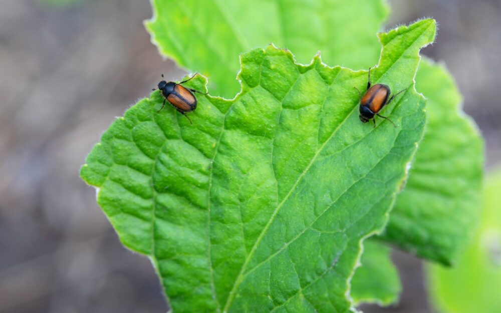Bildet viser hageoldenborre.