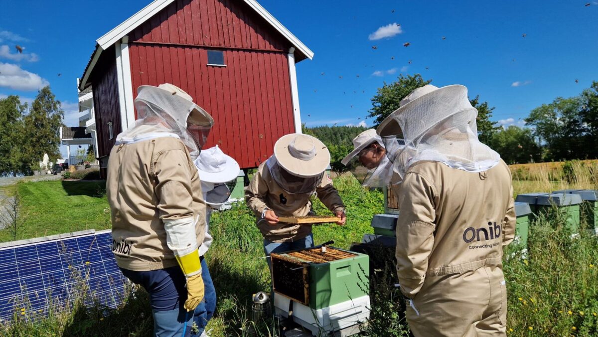 Forskere i birøkterutstyr sjekker at alt står bra til i bikubene. (Foto: Femke B. Gelderblom)