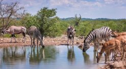 Mikrober: Dyr ved vannhull på savanne i Afrika.