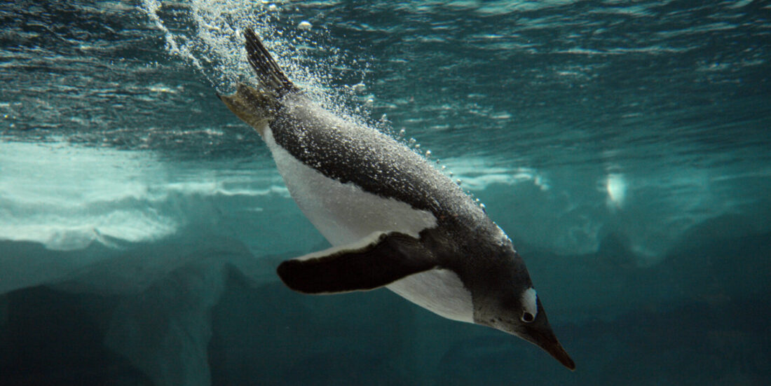 Bilde av pingvin som dykker ned i vannet. Luftbobler sees som en hale etter dyret.