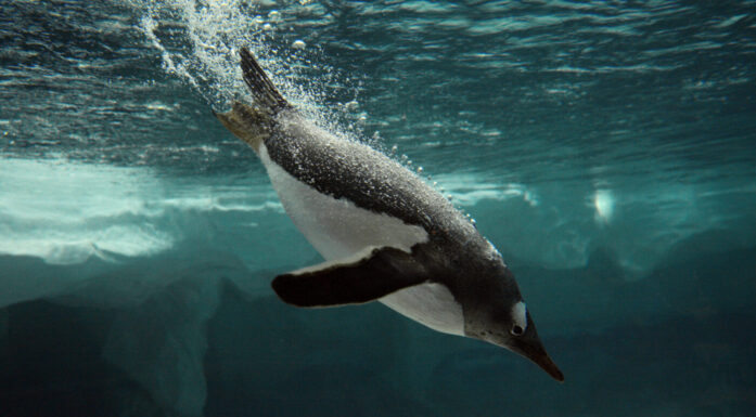 Bilde av pingvin som dykker ned i vannet. Luftbobler sees som en hale etter dyret.