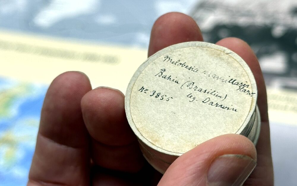 Bildet viser lokket på en eske med kalkalger samlet av Charles Darwin.