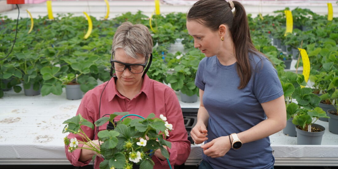 Her er en gartner og en forsker i gang med å lære en robot å stelle jordbærplanter med for mange utløpere.