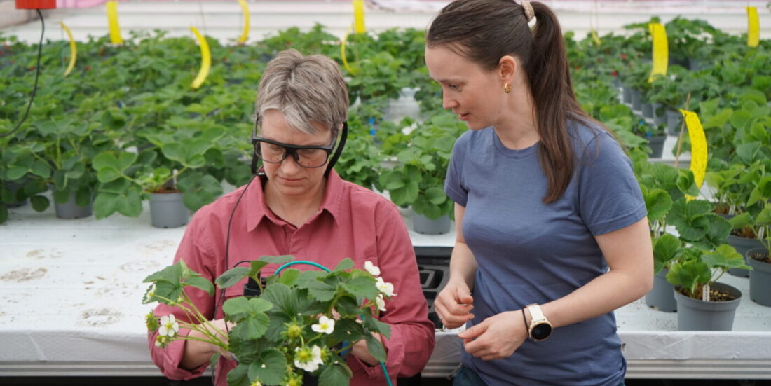 Her er en gartner og en forsker i gang med å lære en robot å stelle jordbærplanter med for mange utløpere.