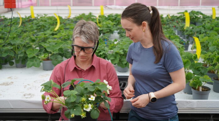 Her er en gartner og en forsker i gang med å lære en robot å stelle jordbærplanter med for mange utløpere.