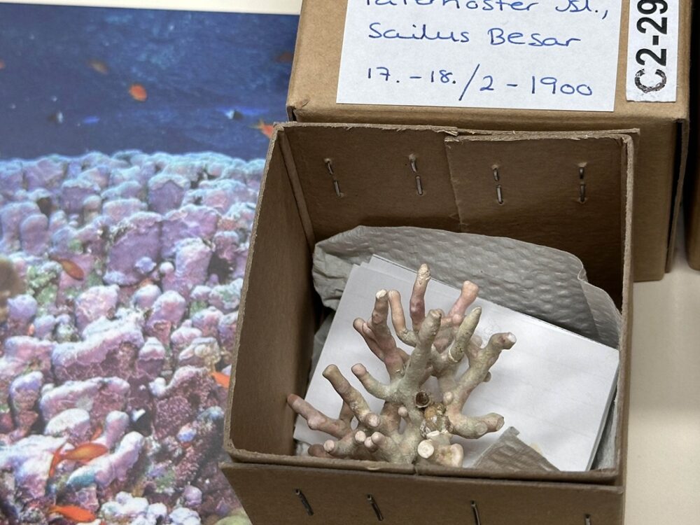 Bildet viser en kalkalge i en eske.