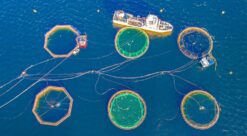 Bildet viser et oppdrettsanlegg sett ovenfra.