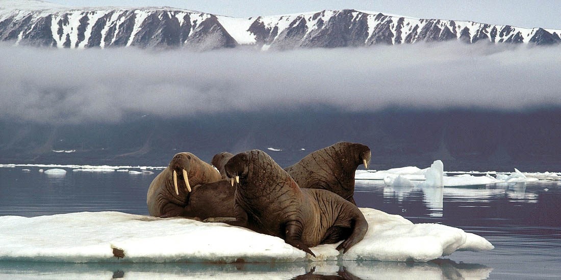 Hvalross. Bildet viser dyr på et isflak ved Grønland.