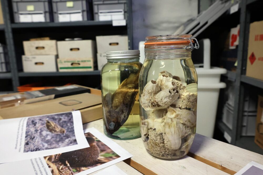 Ekspedisjoner. Bildet viser to store glass med fisk og rur.