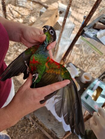 Bildet viser en blåstrupet conure (Pyrrhura cruentata) som blir holdt av en av forskerne.