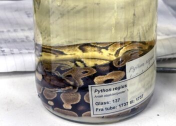 Bildet viser en kongepyton lagt ned på sprit.