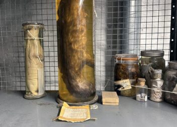 Bildet viser en sel nedlagt på sprit.