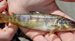 En hånd som holder en liten, syk ørret