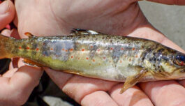 Denne vesle ørreten døde av dykkersyke. Og ble et bilde på vannkraftens skjulte problem