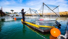 Kan vi bruke havet for å fange karbon?