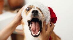 Julequiz. Bildet viser en søt hund med nisselue.