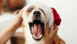 Geminis julequiz som absolutt ingen vil greie alt rett på, tror vi